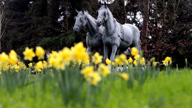 Daffodils have been spotted blooming in gardens across Britain and Northern Ireland