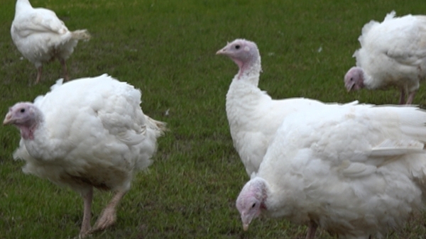 These free range turkeys get to enjoy the outdoors at their farm in Enniscorthy, Co Wexford