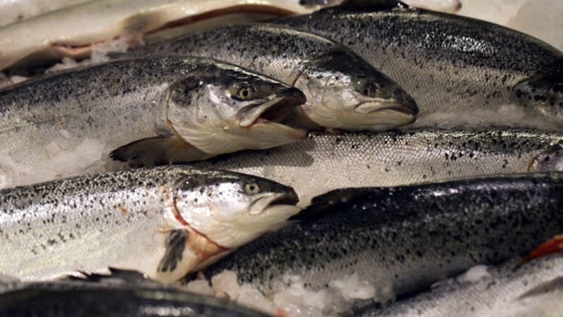 Some of escaped fish were sexually mature and of Norwegian ancestry