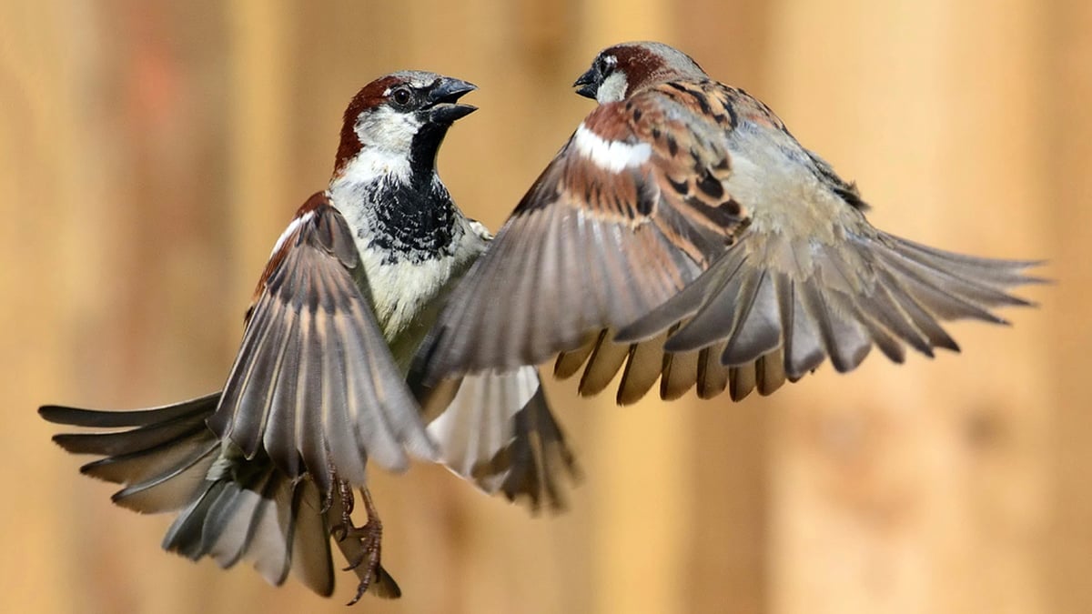 Why do birds fear women more than men?