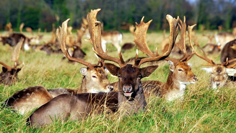 The wild fallow deer in the Phoenix Park are now associating humans with food (pic: Marie McGowan)