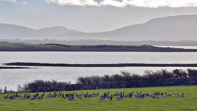 Brent geese at Maree in Co Galway (Pic: Liam Hanniffy)