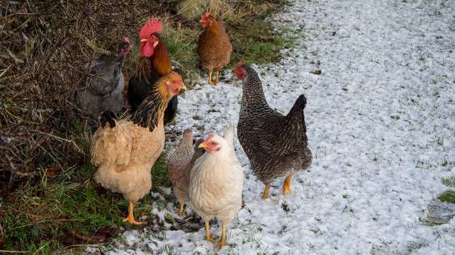 Some hens out in the snow in Lanesboro, Co Longford (Pic: Brigid Mullooly)