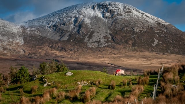 Lonesome sheep in Connemara (Pic: Larry Morgan)