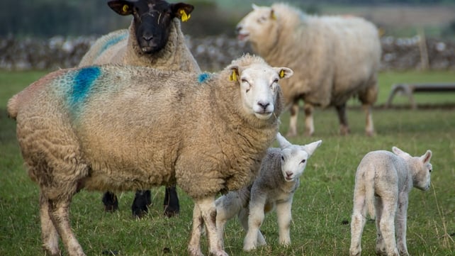 Little lambs in Co Galway (Pic: Larry Morgan)