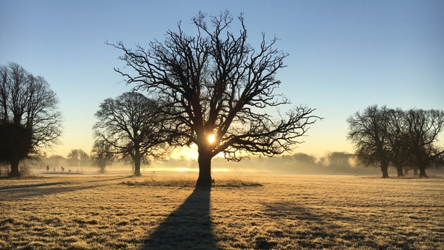 Early morning in Castletown Demesne in Co Kildare (Pic: Mary Mangru)
