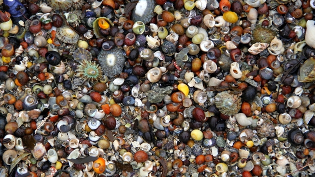Sea shells on Ballinahowen Beach, Co Galway (Pic: Bartley Fannin)