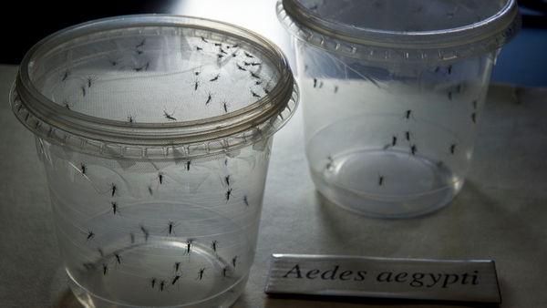 There are 264 cases of the Zika virus in Panama