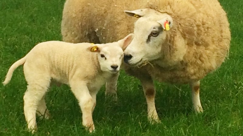 The newly named Dynamo back at home with his Mum after his Late Late Show debut