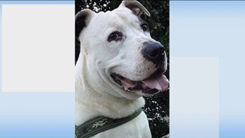 The gardaí had to use their batons and repeatedly strike the dog to get him to release the woman