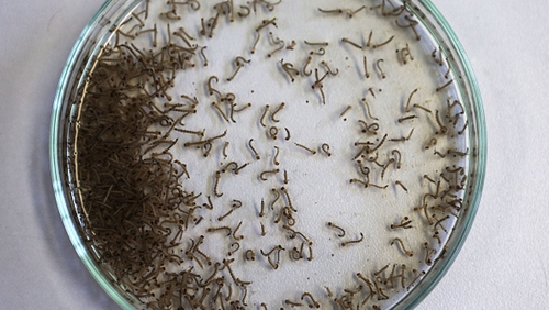 For every five people that have Zika only one will have symptoms