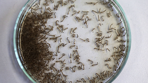 The mosquito that spreads the Zika virus is not found in the UK