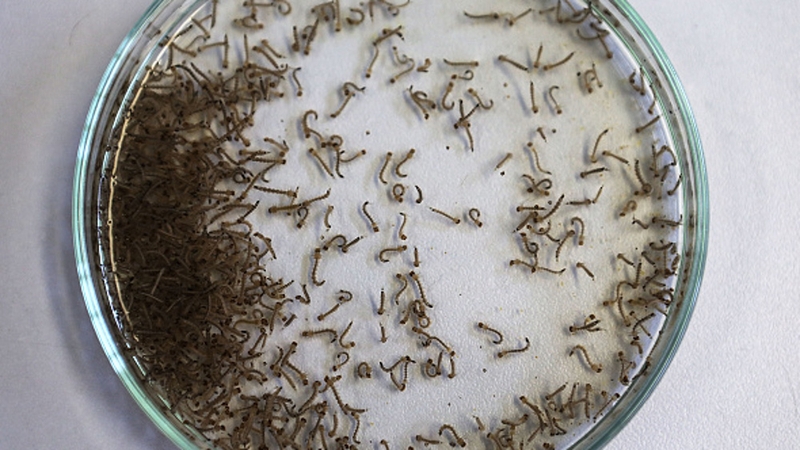 The mosquito-borne virus has been linked to brain damage in thousands of babies in Brazil