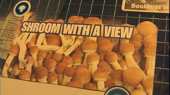 Magic Mushrooms