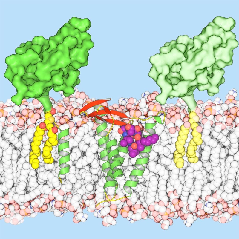 Researchers hope their blueprint of LspA-globomycin will inform drug design so that analogues may be developed to fight a plethora of common but devastating infections. (Pic: Martin Caffrey, Trinity College Dublin)