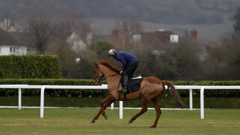 Annie Power will go in the Champion Hurdle