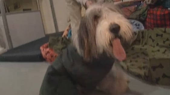 Head to Toe Doggie Makeover (1991)