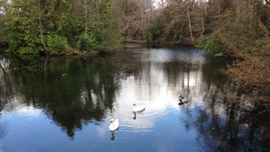 Wild swans at Marley Park, Rathfarnham (Pic: Anne-Marie Mulhall)