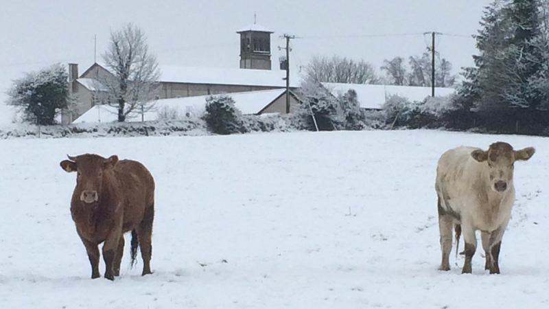 Snow problem being out and about in Kilteely, Co Limerick for this pair (Pic: James Spencer)