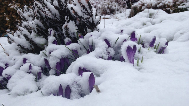 A nice covering in Tinahely, Co Wicklow (Pic: Mandy Dowse)