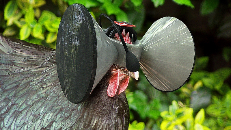 In the future could we use virtual reality to make battery chickens think they are free range?
