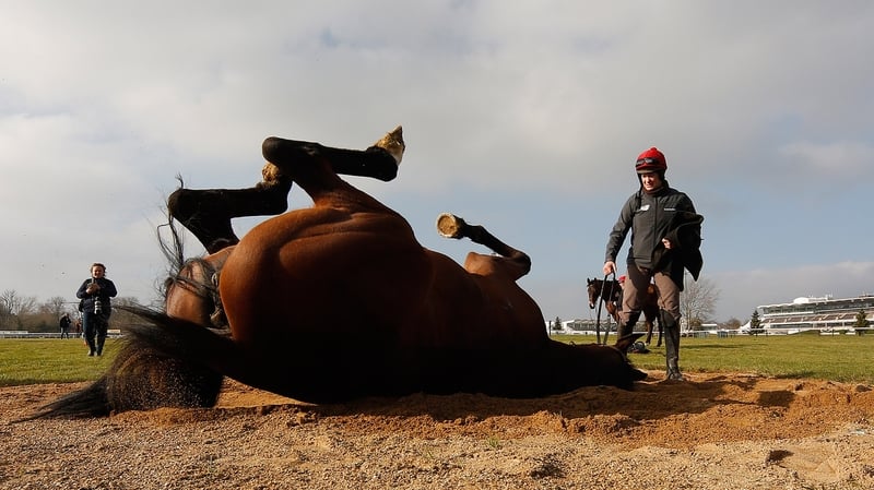 Vroum Vroum Mag enjoys a roll at Cheltenham racecourse