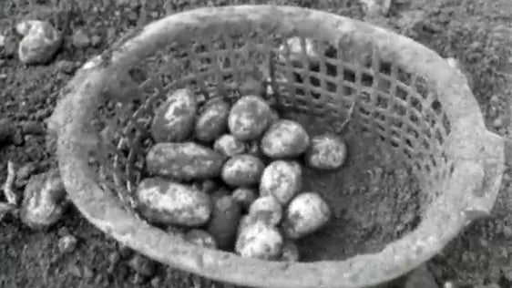 Tattie Hokers in Scotland (1971)
