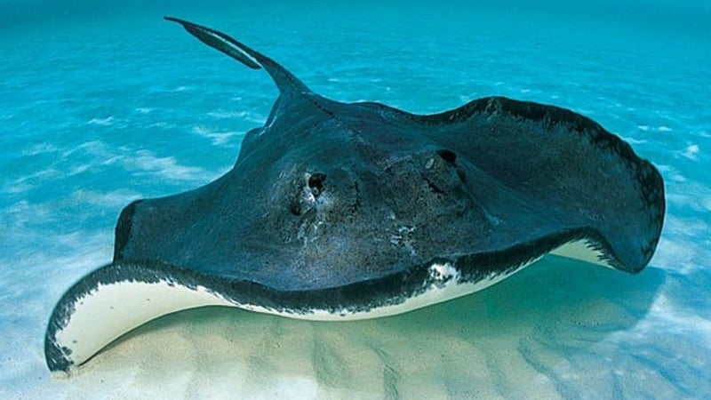 Ag cothú roiceanna ga nimhe ag Gisborne