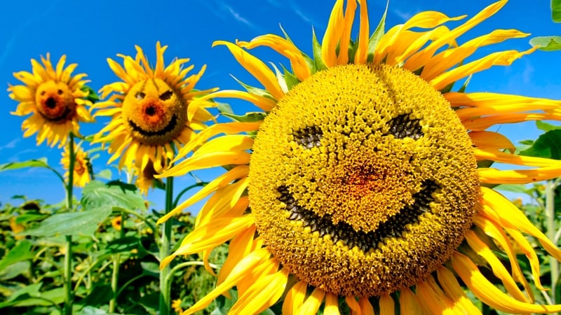 The 2016 survey showed that three countries in particular, Ireland, Iceland and Japan, were able to maintain their happiness levels despite external shocks