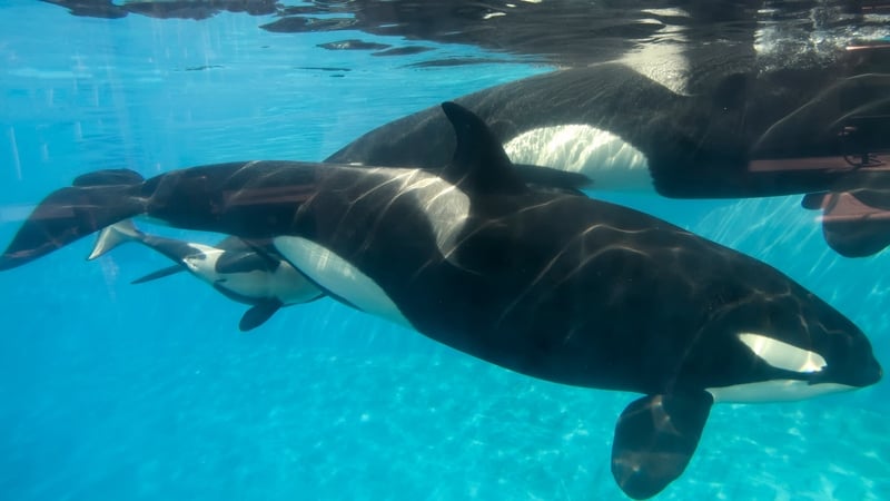 SeaWorld says it plans to focus on conservation rather than breeding programmes