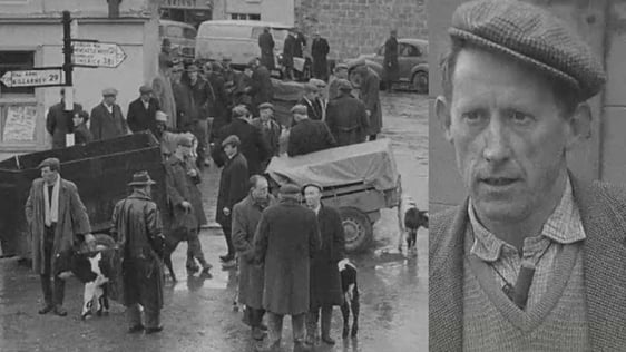 Cattle Market in Abbeyfeale, Limerick (1966)