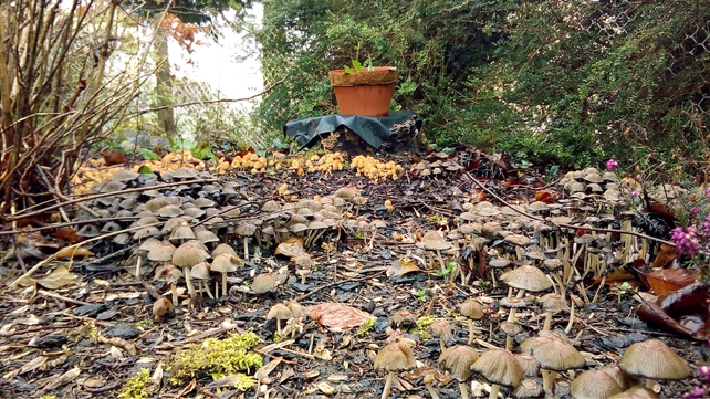 The 'Mushroom Forest' in Blueball, Co Offaly (Pic: Seanie Morris)