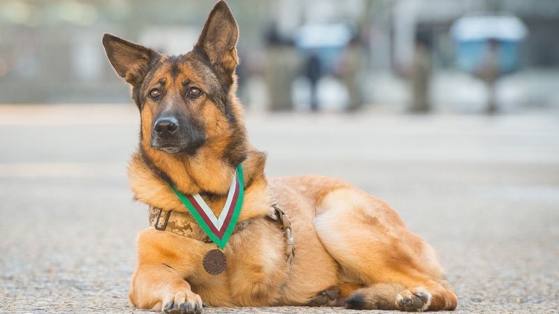 Lucca was honoured for her service during 400 missions in Iraq and Afghanistan