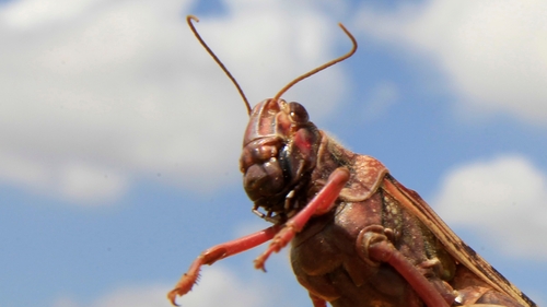 Adult desert locusts are able to patch up breaks with remarkable efficiency