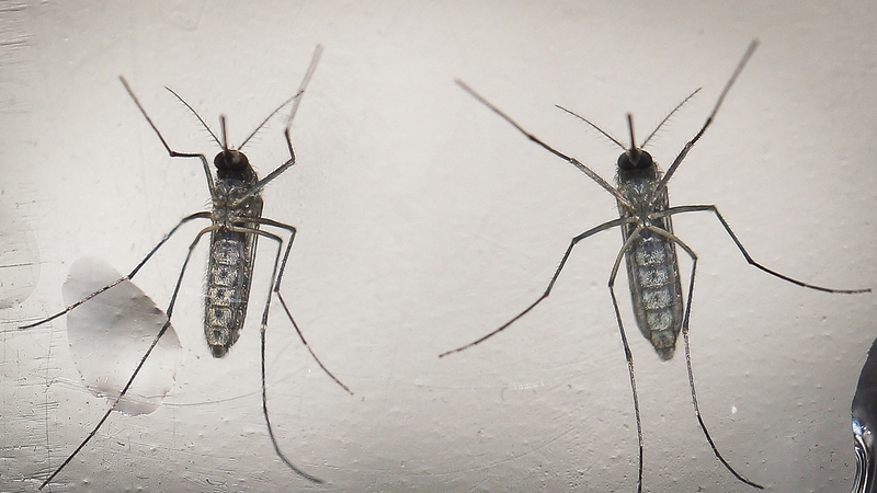 Serious brain and spinal cord infections are being linked to the Zika virus