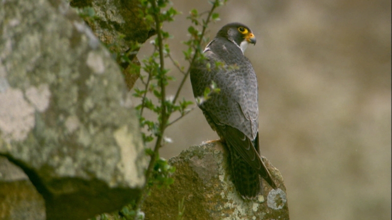 A pair of falcons had reportedly been nesting in the area