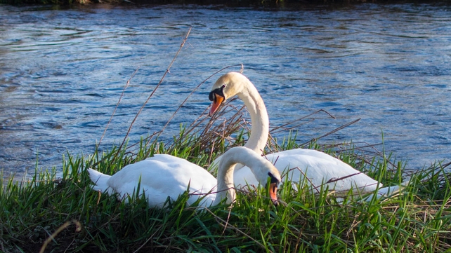 Two swans by the Shannon in Plassey, Limerick (Pic: Denis Hickey)