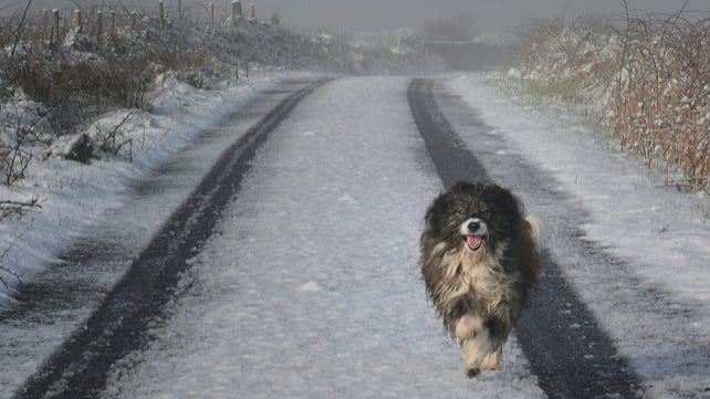 Laura Burke sent in this photo of her dog, Scamp, on a snowy lane in Co Clare