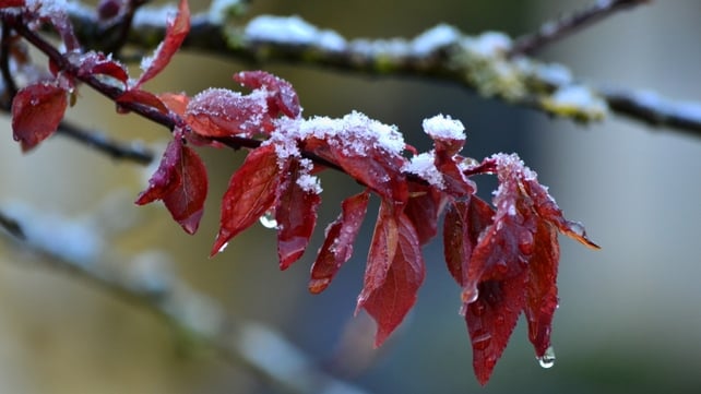 Sean Mortimer sent in this photo of April snow in Claremorris