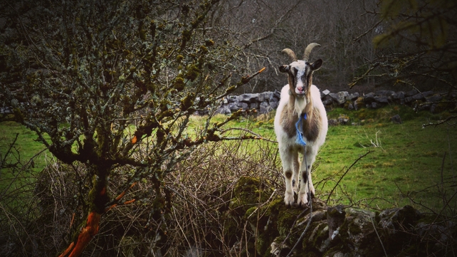 Laura Burke snapped this goat at Kilfenora, Co Clare