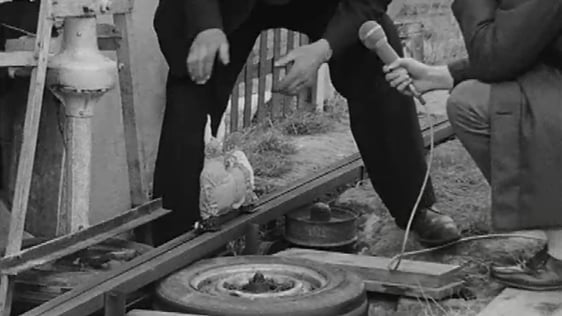 Mechanical Hare (1971)
