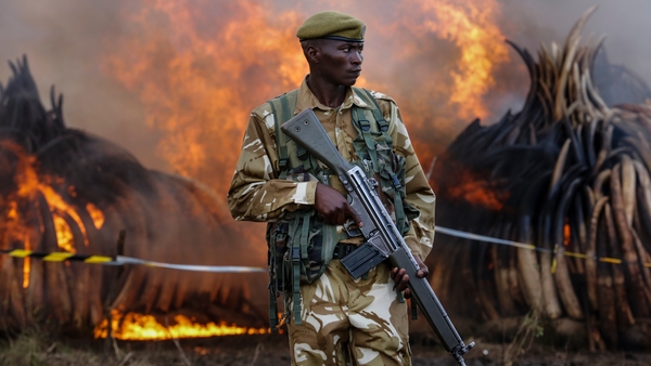 Kenya burns vast piles of elephant tusks as it seeks ban on trade