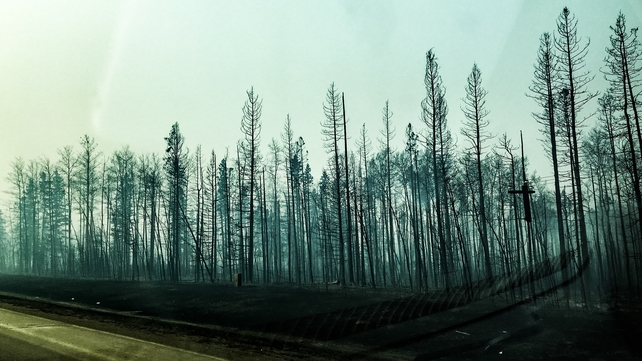 Charred trees are seen on a roadway in Fort McMurray
