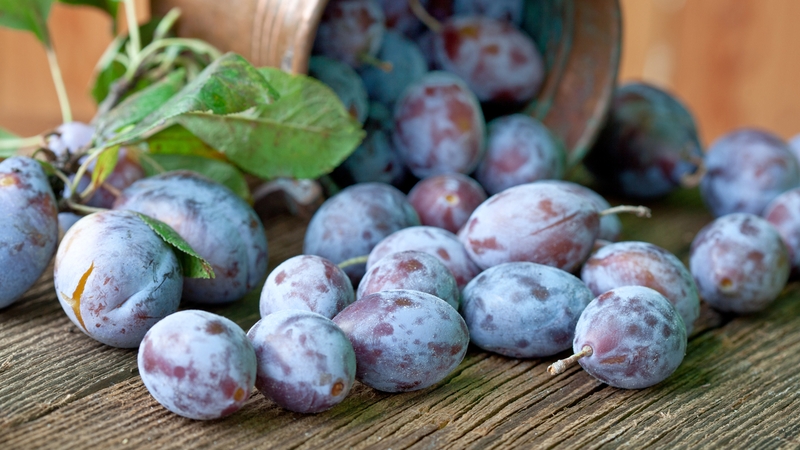 A sweet Autumnal treat.