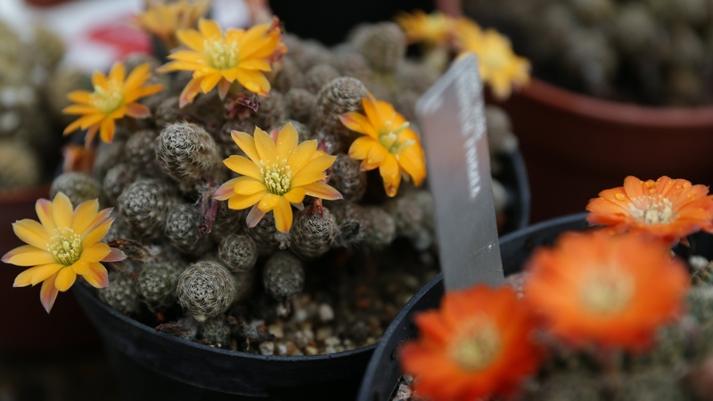 Tesco sells its garden centre business for £217m