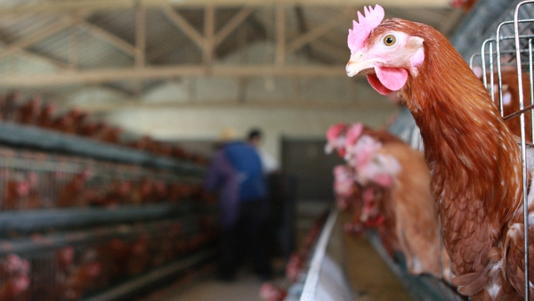 The change means that free range flocks will regain this status for marketing purposes