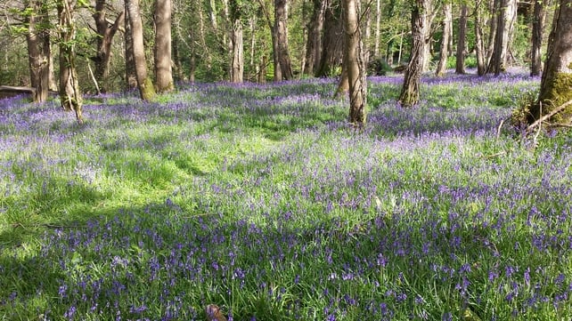 Killarney National Park (Dympna O'Reilly)