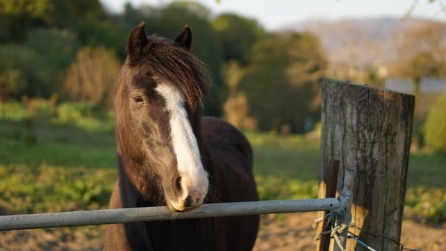 A horse outside Buncrana (Joseph Cullen)
