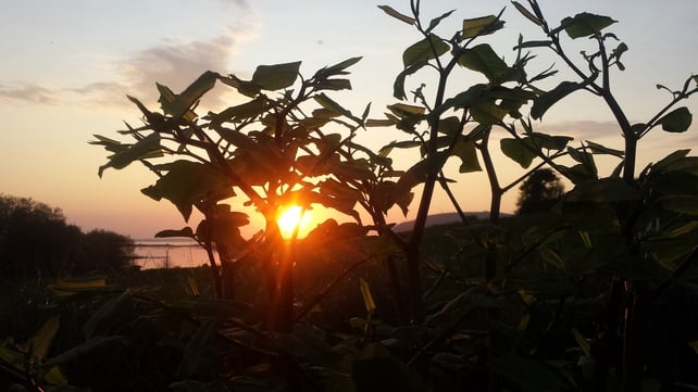 Knocknarea, Sligo (Francis Fagan)