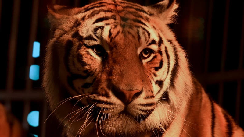 Residents were told to stay indoors during the search for the tigers (stock image)